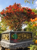 HOA ĐỖ QUYÊN