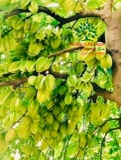Cây Khế