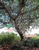 Cây Mít