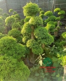 CÂY MAI CHIẾU THỦY