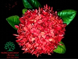 CÂY HOA MẪU ĐƠN TA (TRUYỀN THỐNG)