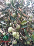 Cây Vú Sữa