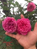 HOA HỒNG