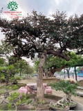 Cây Vú Sữa