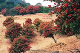 HOA ĐỖ QUYÊN