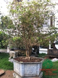 CÂY HOA MỘC HƯƠNG