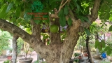 CÂY ĐÀO TIÊN