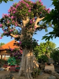 Cây Bằng Lăng