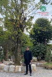 Cây Khế