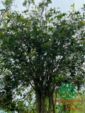 CÂY HOA MỘC HƯƠNG