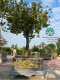 CÂY HOA MẪU ĐƠN TA (TRUYỀN THỐNG)