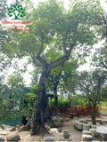 CÂY GẠO
