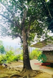 Cây Mít