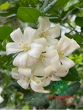Cây Hoa Nguyệt Quế