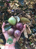 Cây Vú Sữa