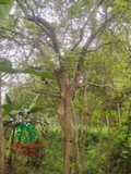 Cây Bồ Quân