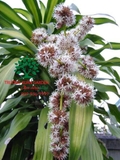 HOA THIẾT MỘC LAN