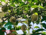 CÂY BƯỞI