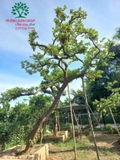 CÂY ỔI