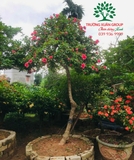 HOA DÂM BỤT