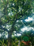 Cây Hoa Nguyệt Quế