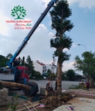 Thi công thực tế 84