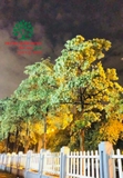 CÂY HOA SỮA