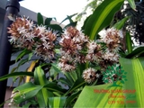 HOA THIẾT MỘC LAN