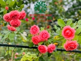 HOA HỒNG