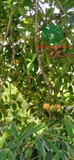 CÂY TAI CHUA