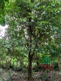 Cây Dâu Da Đất