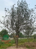 CÂY HOA MỘC HƯƠNG