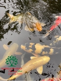 Hồ cá Koi 35