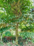 Cây Dâu Da Đất