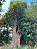 Cây Mít