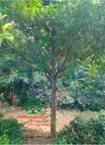 Cây Dâu Da Đất