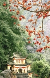 Cây Gạo