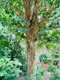 Cây Dâu Da Đất