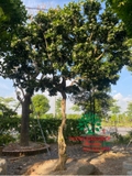 Cây Hoa Nguyệt Quế