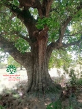 Cây Trâm
