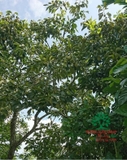 CÂY HỒNG GIÒN