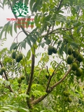 CÂY CÓC
