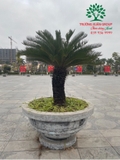 CÂY THIÊN TUẾ