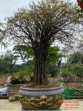 CÂY HOA MẪU ĐƠN TA (TRUYỀN THỐNG)