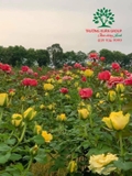 HOA HỒNG
