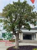 Cây Lộc Vừng