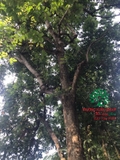 Cây Khế