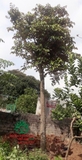 Cây Vú Sữa