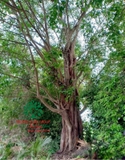 Cây Bồ Đề