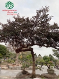 Cây Vú Sữa
